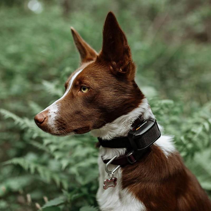 v�cvikov� elektronick� obojky