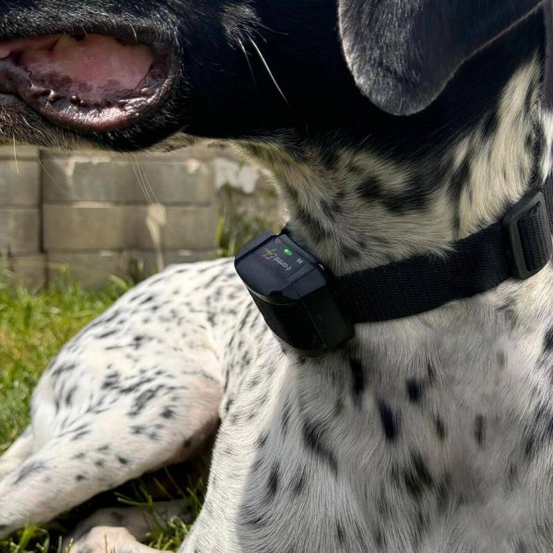 v�cvikov� elektronick� obojky