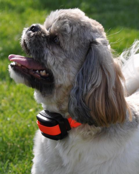 v�cvikov� elektronick� obojky