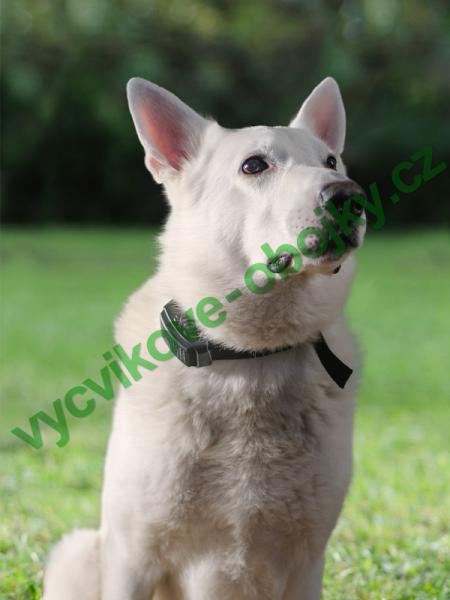 v�cvikov� elektronick� obojky